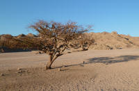 Acacia tree