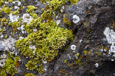 Moss- and lichen-covered rock