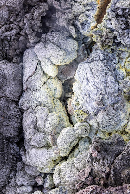Sulphur flowers