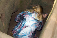 Polly in the tunnel entrance