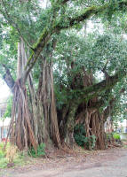 Trees