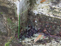 Stick insect on the steps