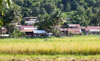 Rice workers in the surrounding fields