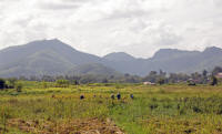 Rice workers in the surrounding fields