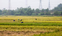 Rice workers in a field between Hanoi and Halong Bay