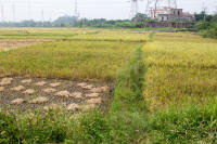 Rice fields between Hanoi and Halong Bay