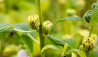 Sesame pods