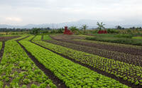 Vegetable fields between Halong Bay and Hanoi