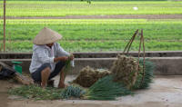 Farmer