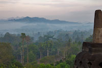 Misty jungle