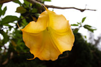 Flowers in gardens of Jiwa Jawa Resort hotel