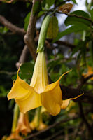 Flowers in gardens of Jiwa Jawa Resort hotel