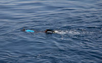Snorkeller in Ketapang harbour
