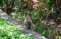 Macaques at the roadside on the outskirts of Gilimanuk