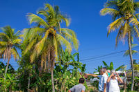 Coconut palm