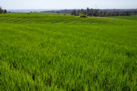 Rice terraces