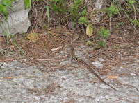 Lizards on Monte Solaro