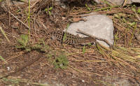 Lizards on Monte Solaro