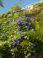 Giardini di Augusto