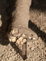 Plaster cast with bones