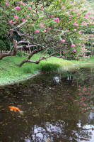 Fish in pond