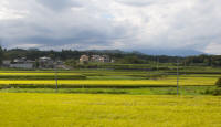 Rice fields from Nikko-Tokyo train