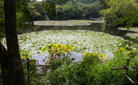 Kyoyochi Pond