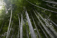 Arashiyama