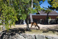 Tame Miyajima deer
