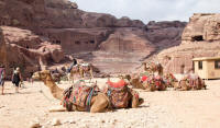 Camels in front of The Theatre