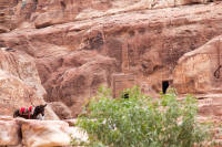 Mountain donkey and tombs