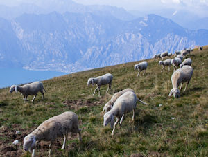 Goats with Limone in background