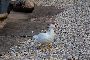 Duck, Assenza