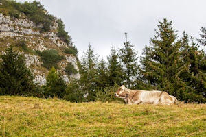 Belled cattle on Monte Baldo