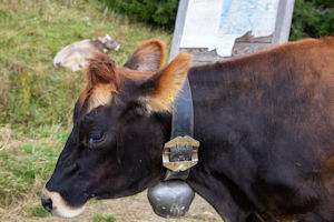 Dolomite cow