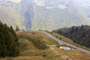 Belled cattle on Monte Baldo