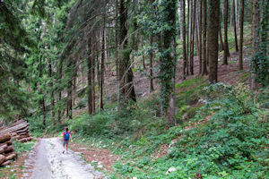 Magda in a pine forest section of the trail