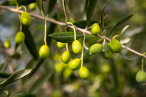 Olives