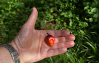 Date palm fruit, and date palm oil