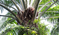Date palm fruits growing on the tree