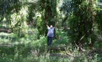 Tour guide/driver Nathan in the rubber and date palm plantation