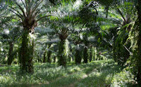 Date palm plantation