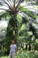 Tourist by a date palm
