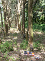 Rubber trees being tapped