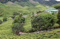 Tea plantation, Cameron Highlands