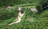 Muddy river in tea plantation, Cameron Highlands