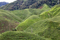 Tea plantation, Cameron Highlands