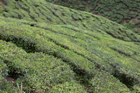 Tea plantation, Cameron Highlands