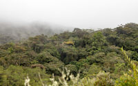 Cloud over the mossy forest