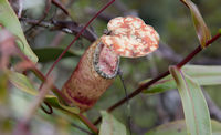 Pitcher plant